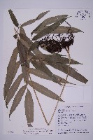 藏品(日本鳳丫蕨)的圖片