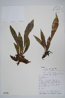 藏品(臺灣車前蕨)的圖片