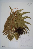 藏品(南海鱗毛蕨)的圖片