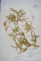 藏品(石松)的圖片