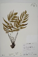 藏品(革葉鐵角蕨)的圖片