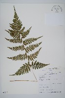 藏品(阿里山蹄蓋蕨)的圖片