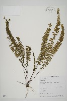 藏品(生芽鐵角蕨)的圖片