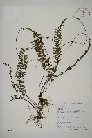 藏品(鞭葉鐵線蕨)的圖片