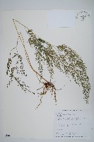 藏品(日本金粉蕨)的圖片