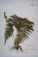 藏品(虎克氏鱗蓋蕨)的圖片