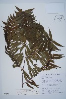 藏品(黑桫蕨)的圖片