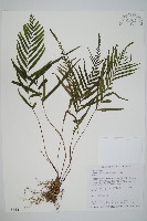 藏品(達邊蕨)的圖片