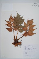 藏品(全緣貫眾蕨)的圖片