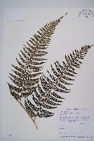 藏品(熱帶鱗蓋蕨)的圖片