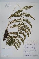 藏品(高山蹄蓋蕨)的圖片