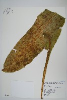 藏品(膜葉星蕨)的圖片