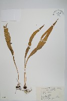 藏品(有邊瓦葦)的圖片