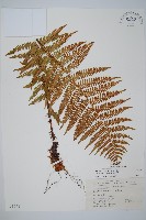 藏品(藏布鱗毛蕨)的圖片