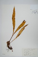 藏品(有邊瓦葦)的圖片