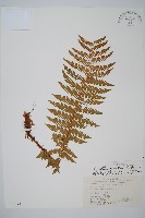 藏品(藏布鱗毛蕨)的圖片