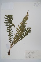 藏品(翅軸假金星蕨、短柄卵果蕨)的圖片