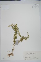 藏品(玉山卷柏)的圖片