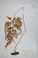 藏品(日本金粉蕨)的圖片