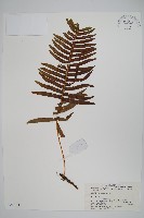 藏品(阿里山水龍骨)的圖片