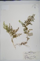 藏品(玉山卷柏)的圖片