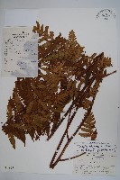 藏品(虹鱗肋毛蕨)的圖片