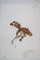 藏品(千層塔)的圖片