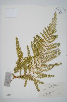 藏品(光裏白)的圖片