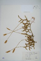 藏品(石松)的圖片