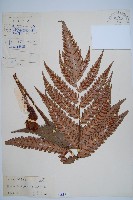 藏品(日本狗脊蕨)的圖片