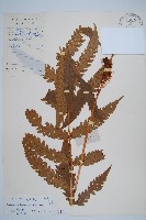 藏品(日本狗脊蕨)的圖片