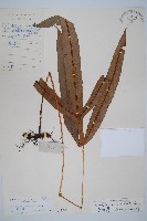 藏品(崇澍蕨)的圖片