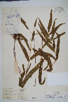 藏品(箭葉鱗始蕨)的圖片