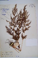 藏品(烏蕨)的圖片