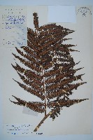 藏品(金狗毛蕨)的圖片