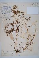 藏品(華南鱗蓋蕨)的圖片