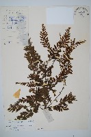 藏品(瓶蕨)的圖片