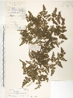 藏品(海金沙)的圖片