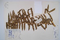藏品(福建蓮座蕨)的圖片