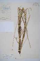 藏品(木賊)的圖片