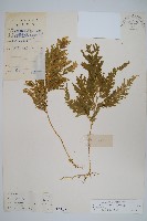 藏品(異葉卷柏)的圖片