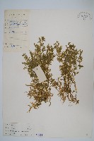 藏品(疏松卷柏)的圖片