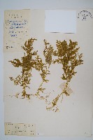 藏品(全緣卷柏)的圖片