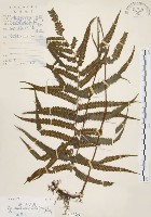 藏品(毛蕨)的圖片