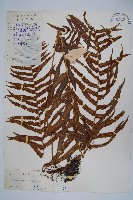 藏品(擬毛蕨)的圖片