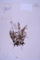 藏品(長生鐵角蕨)的圖片