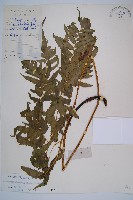 藏品(淡綠短腸蕨)的圖片