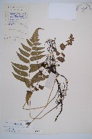 藏品(江南短腸蕨)的圖片