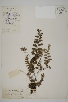 藏品(半月形鐵線蕨)的圖片