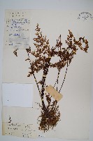 藏品(薄葉碎米蕨)的圖片